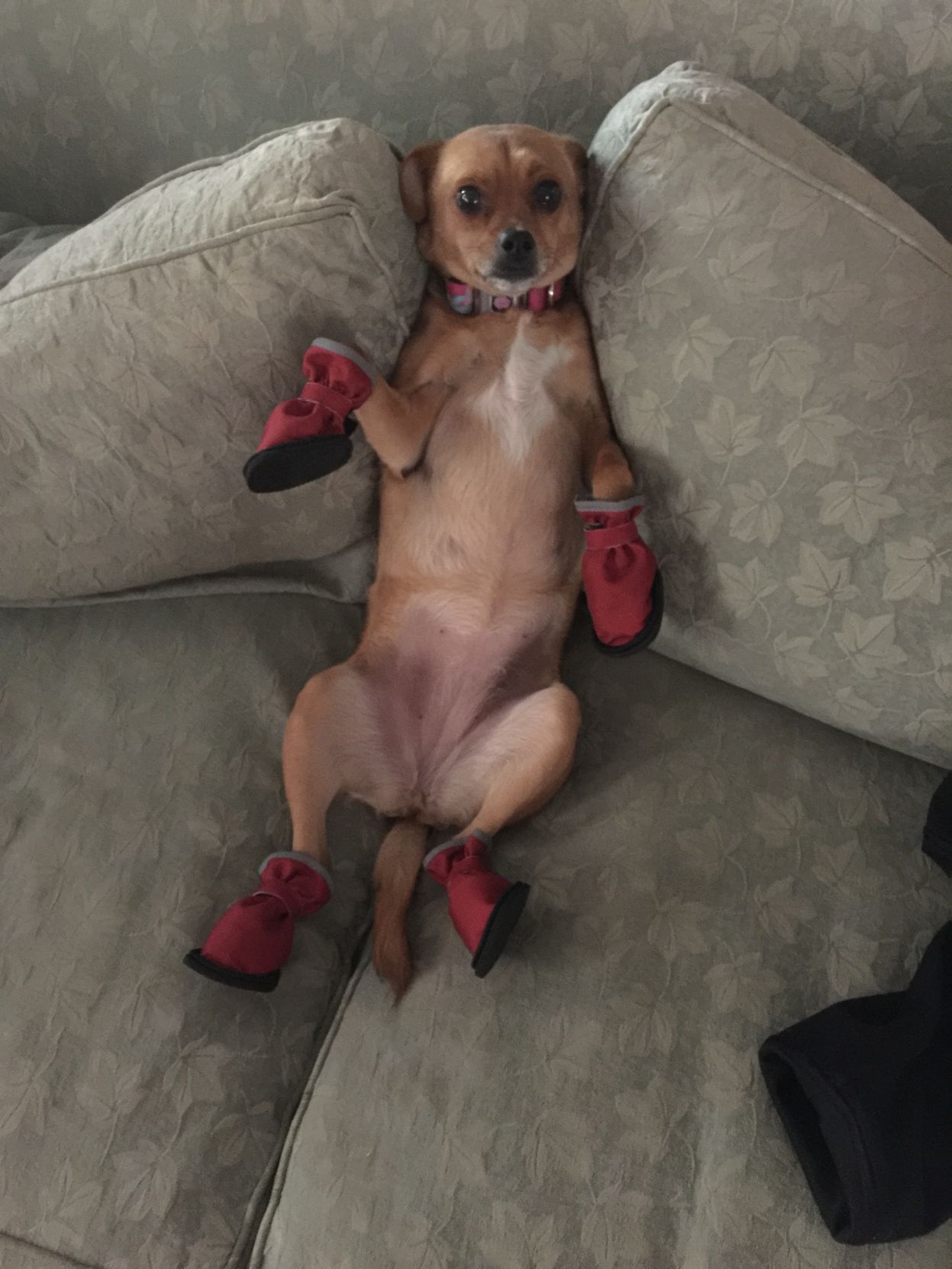 The Times Cutest Pets of Winter 2018